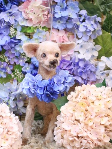 20250615プーちゃん